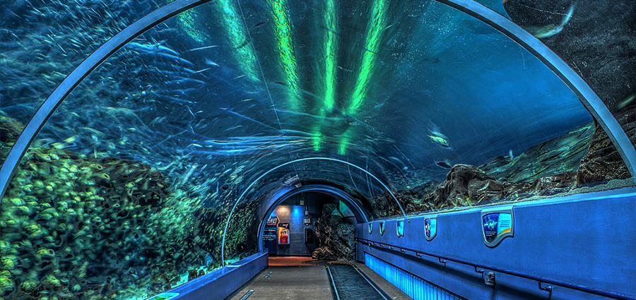 Georgia Aquarium Ocean Voyager Exhibit