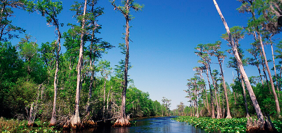 Okefenokee Swamp Georgia